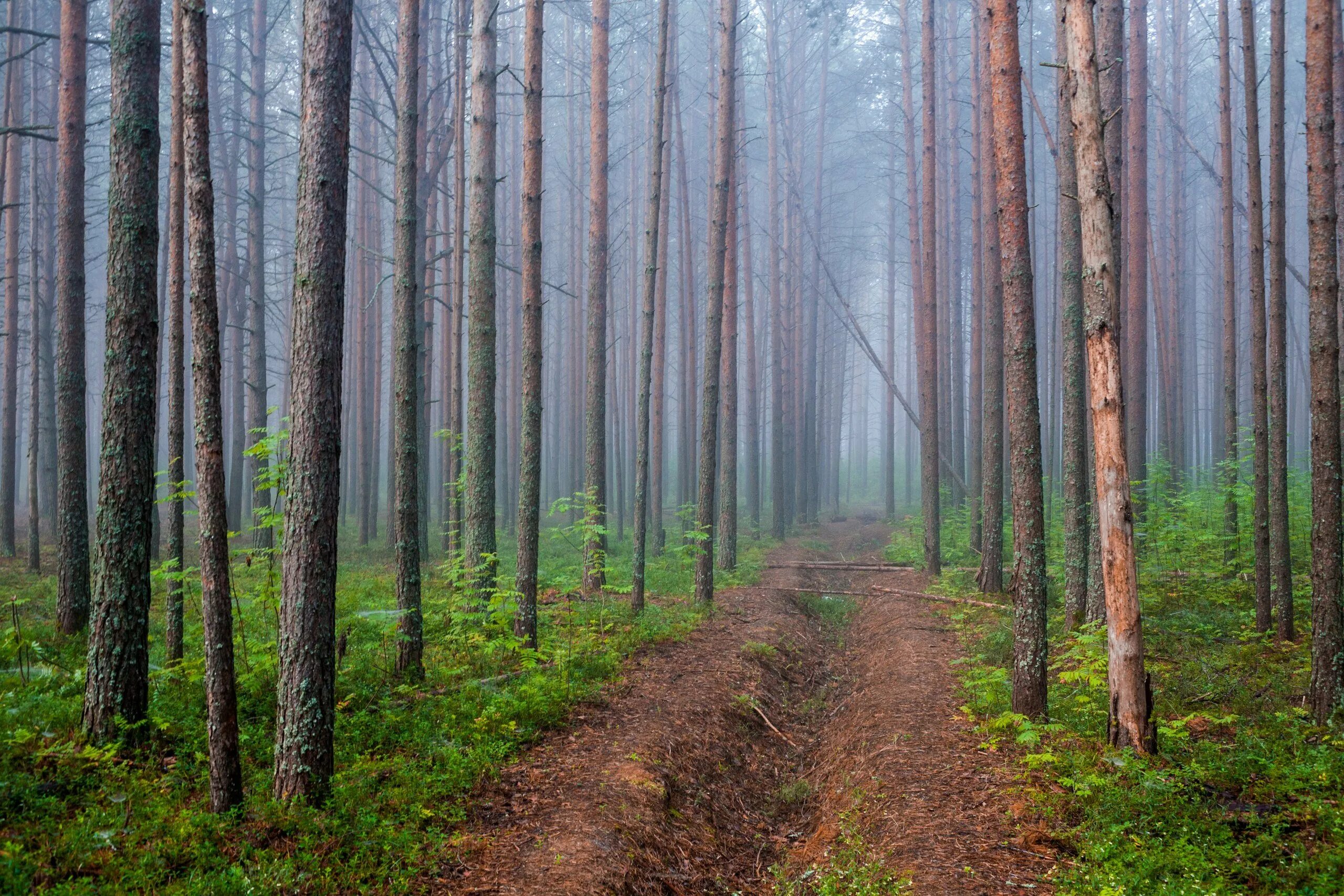 Это был обычный лес. Широколиственный лес дубрава. Сосново пихтовый лес. Широколиственный лес деревья. Это был обычный лес.