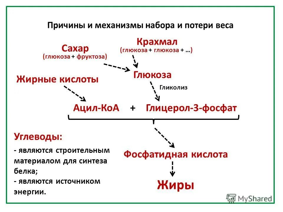 Биосинтез и расщепление. Схема превращения Глюкозы в жиры. Синтез жира из углеводов схема. Превращение Глюкозы в жиры биохимия. Синтез липидов из углеводов.