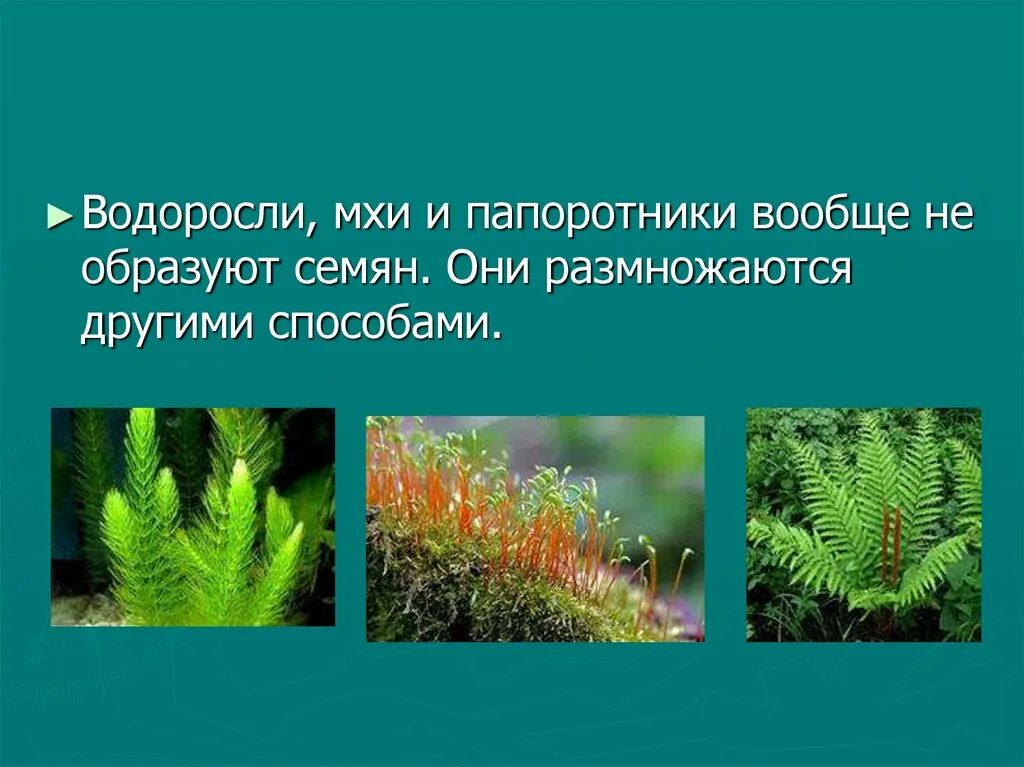 Папоротник в отличие от водорослей имеет. Моховидные и Папоротникообразные. Папоротникообразные и мохообразные. Водоросли Моховидные Папоротниковидные. Водоросли мхи папоротники.