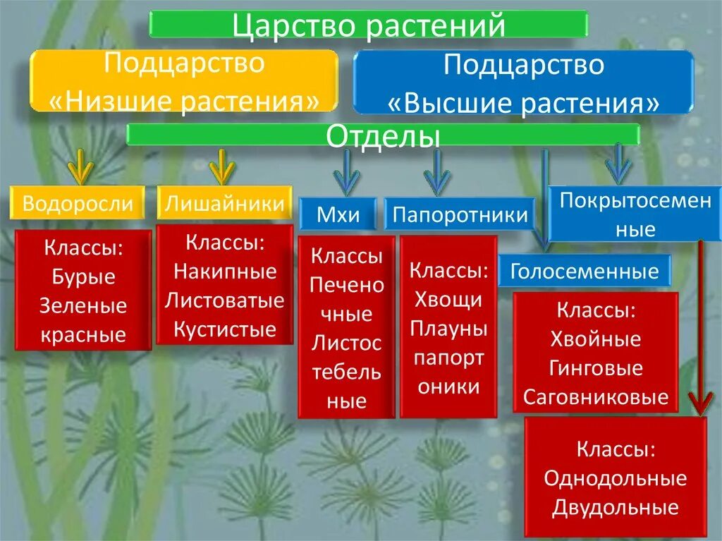 Главный признак низших растений. Схема систематика растений водоросли. Царство растений Подцарство. Царство растений низшие Подцарство высшие растения. 5 Класс биология:царство растений отдел водорослей.