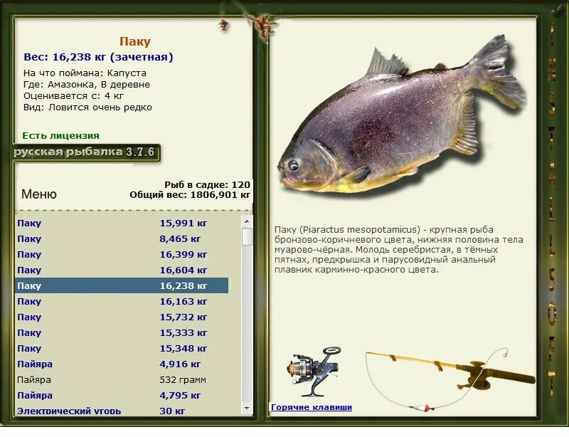 Русская рыбалка Амазонка. Русская рыбалка меню. Амазонка русская рыбалка 3. 6. Бурый паку вес. Русская рыбалка 376