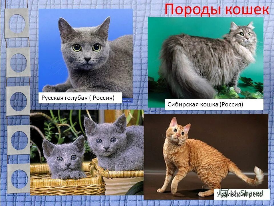 Список пород кошек. Какие бывают породы кошек. Породы кошек и их названия по русски. Породы кошек с названиями на русском.