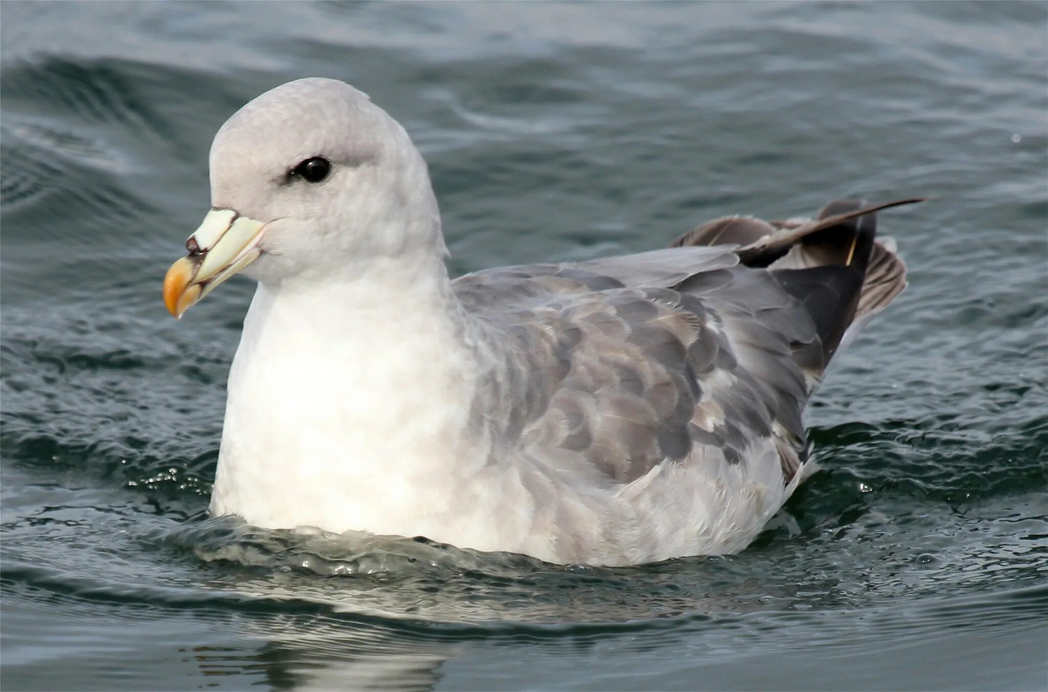 Птица глупыш. Буревестник глупыш. Глупыш (Fulmarus glacialis). Антарктический глупыш. Буревестник глупыш птица.