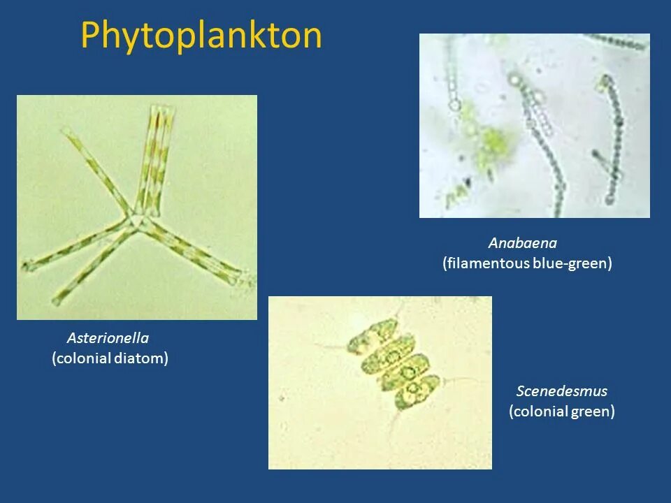 Астерионелла водоросль. Фитопланктон фотосинтез. Фитопланктон строение. Астерионелла строение. Фитопланктон вес
