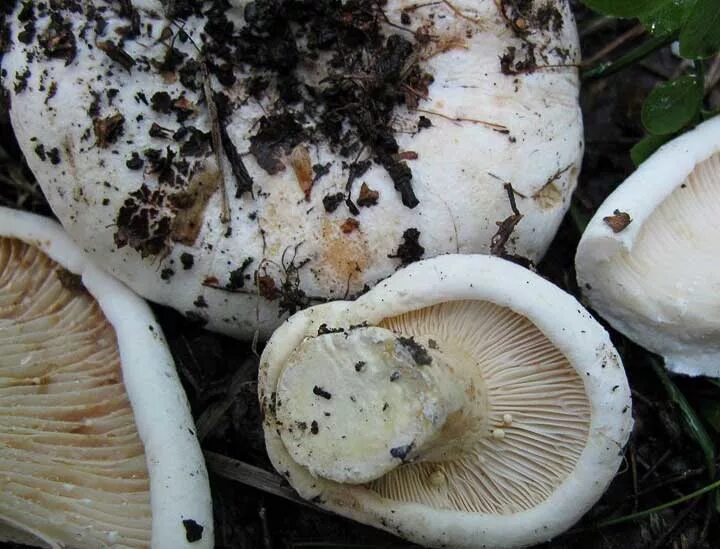 Скрипица гриб. Скрипица (груздь войлочный). Скрипица Lactarius vellereus.. Груздь ложный скрипица.