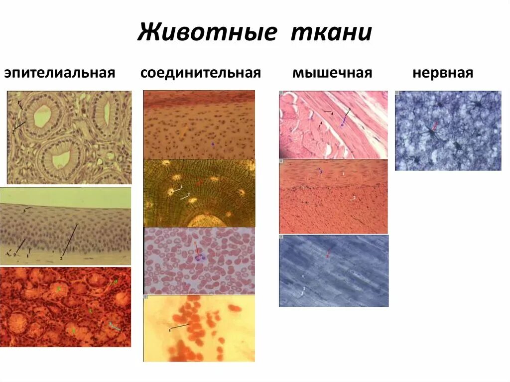 Ткани эпителиальная соединительная мышечная нервная. Эпителиальная и соединительная ткань. Эпителиальная ткань и соединительная ткань. Ткани животных эпителиальная соединительная мышечная нервная. Состав тканей животных