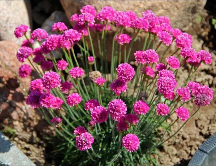 Армерия приморская многолетник. Армерия (armeria). Армерия описание растения. Армерия приморская. Армерия приморская элегия.
