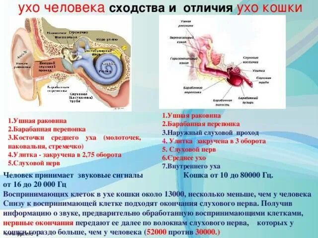 Давление в среднем ухе соответствует