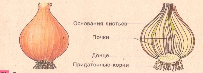 Какие листья у луковицы. Луковтца репчтаоего луку 6 класс биология.