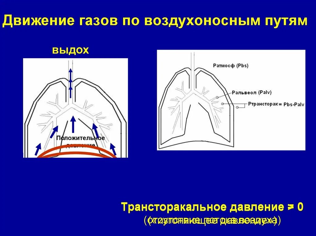 Движение газов. Движение воздуха по воздухоносным путям. Последовательность движения воздуха по воздухоносным путям. Трансторакальное давление.