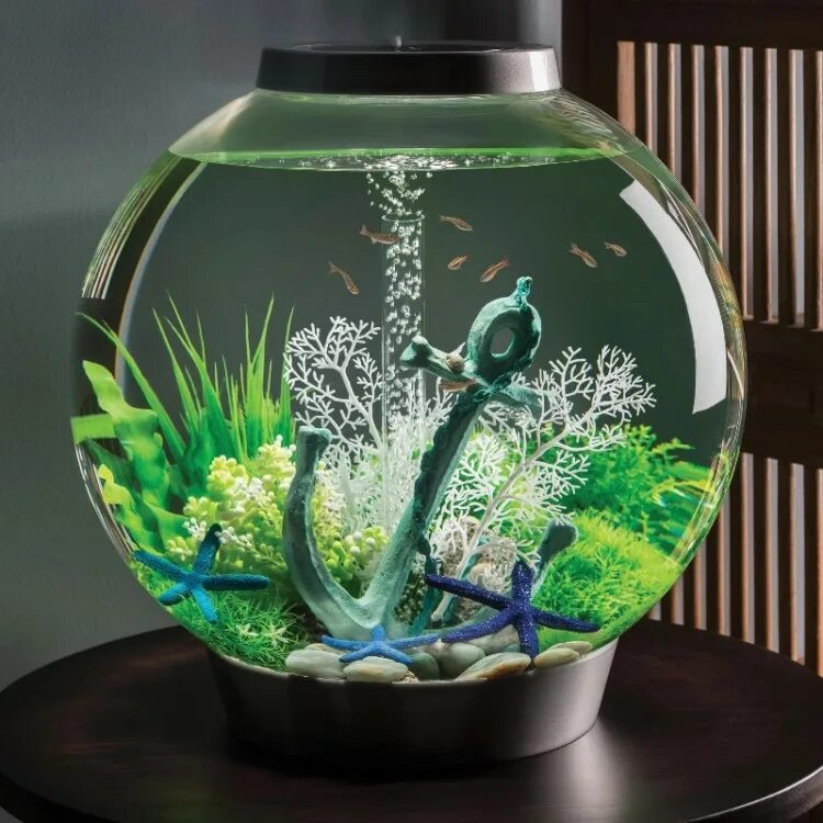 Как содержать круглый аквариум. Аквариум biorb classic 60 led черный. аквариум biorb круглый 60 литров. biorb 60 прозрачный. маленький аквариум.