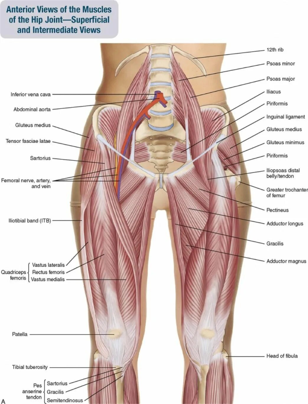Мышцы таза и бедра анатомия. Сухожилия внутренней поверхности бедра анатомия. Анатомия ягодичных мышц человека. Связки бедра анатомия. Место ниже бедра