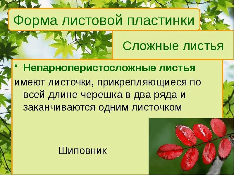 Лист для презентации. Непарноперистосложные листья. Форма листовой пластины у шиповника. Непарноперистосложный лист строение.