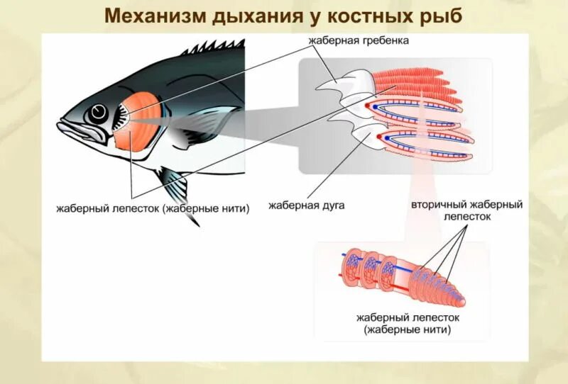 Жаберные щели хрящевых рыб. Жаберная крышка у рыб. Жаберное дыхание у животных. Дыхательная система костных рыб. Осётр костная или хрящевая.