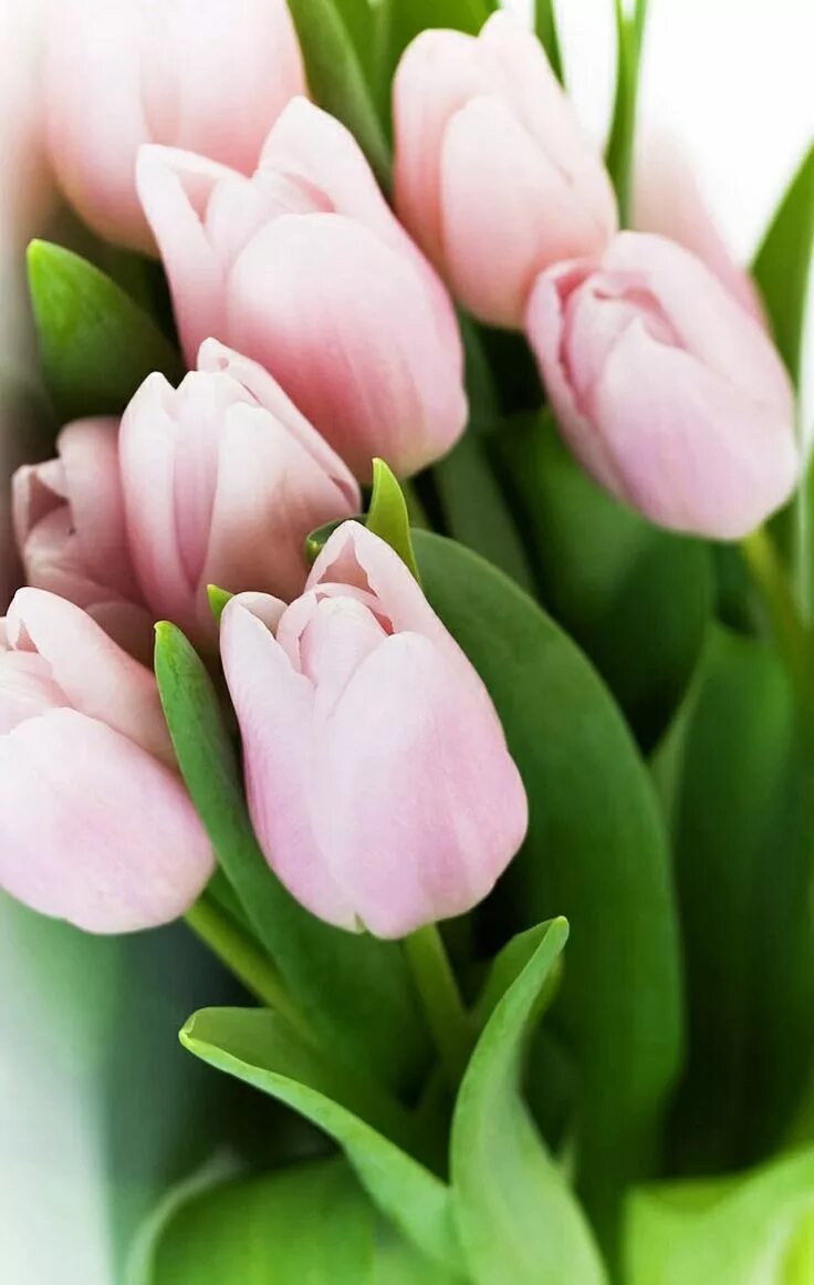 Is not a rose is a tulip