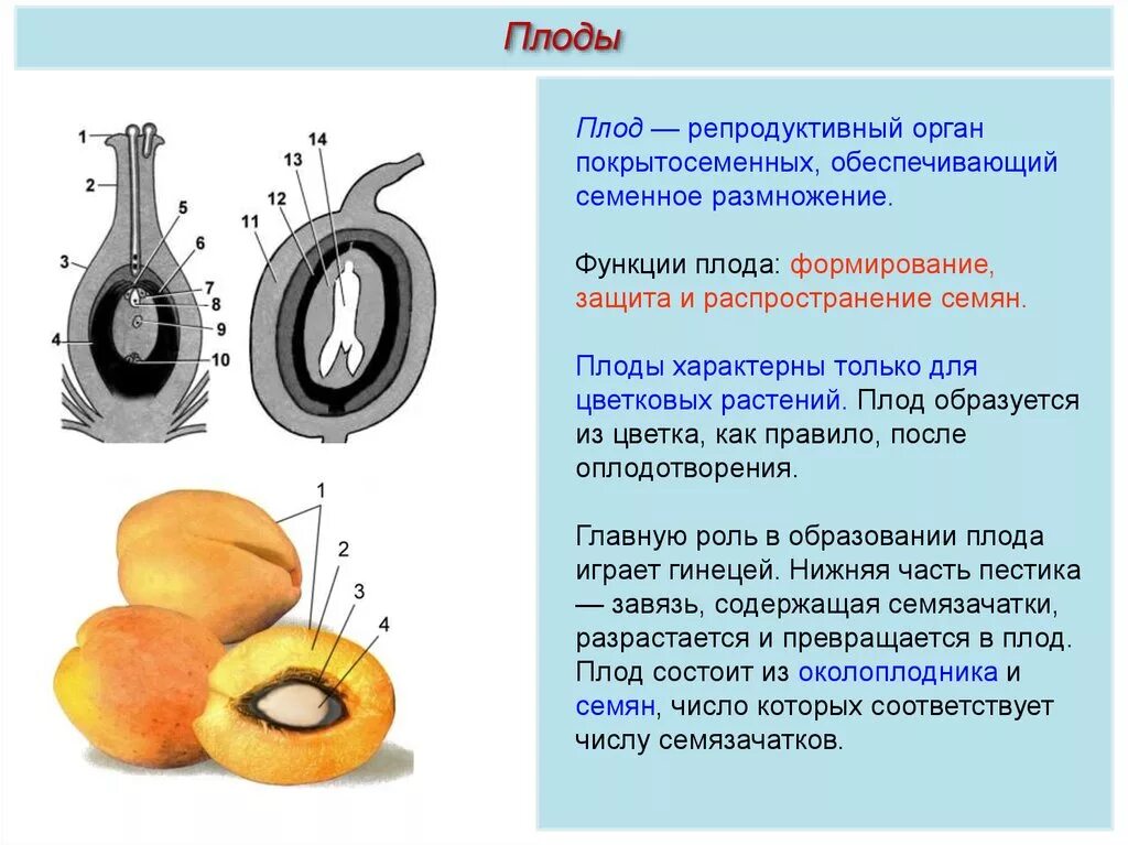 Плод состоит из. Строение плода цветковых растений. образование семян и плодов у покрытосеменных растений.