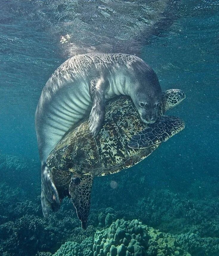 Wildlife planet. Кожистая черепаха в Атлантический океан. Черепаха Каретта-Каретта. Морские обитатели. Обитатели океанов.