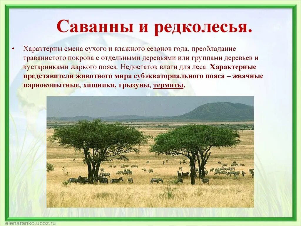 Особенности растительности саванны и редколесья. Характеристика саванны и редколесья. Природная зона саванны и редколесья. Саванны и редколесья климатический пояс. Зона саванн редколесий и кустарников.