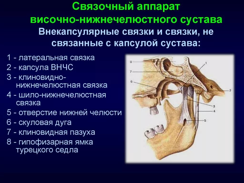 Лицевой артрит. Височно-нижнечелюстной сустав строение связочный аппарат. Суставной отросток ВНЧС. Суставная ямка ВНЧС. Связочный аппарат височно-нижнечелюстного сустава.