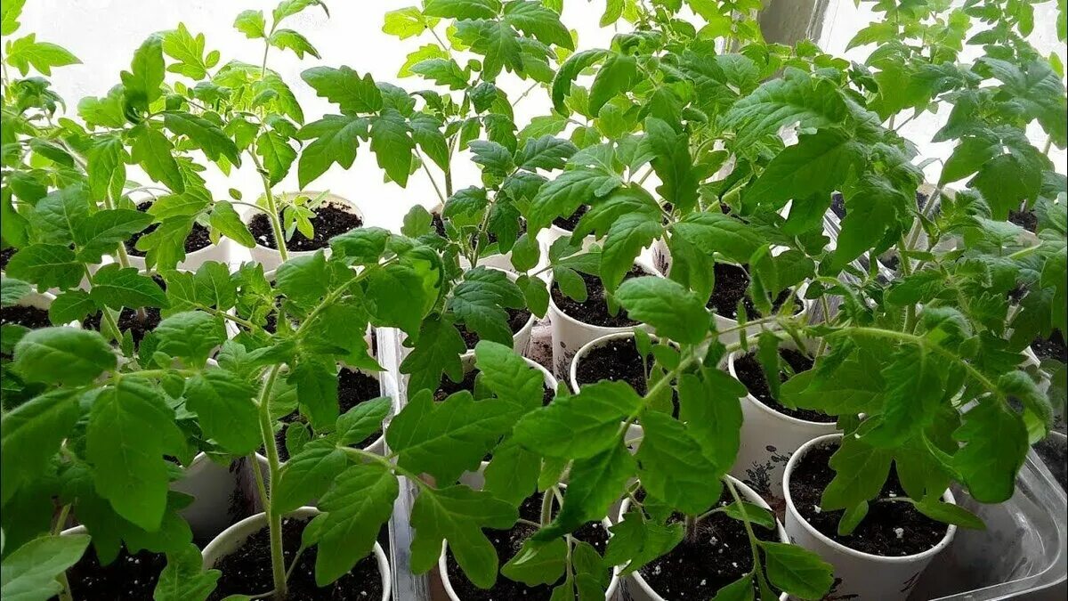 низкорослые томаты вытянулась рассада. рассада помидоров черри вытянулась. одеоз рассады томатов. вытянулась рассада помидоров что делать. рассада огурцов и помидоров.