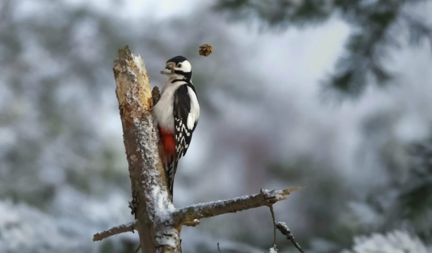 Зимующие птицы кузбасса. Лесные птицы кузбасса. Птицы юга кузбасса. Птицы глухарь кедровка. Дятел птица кузбасса.