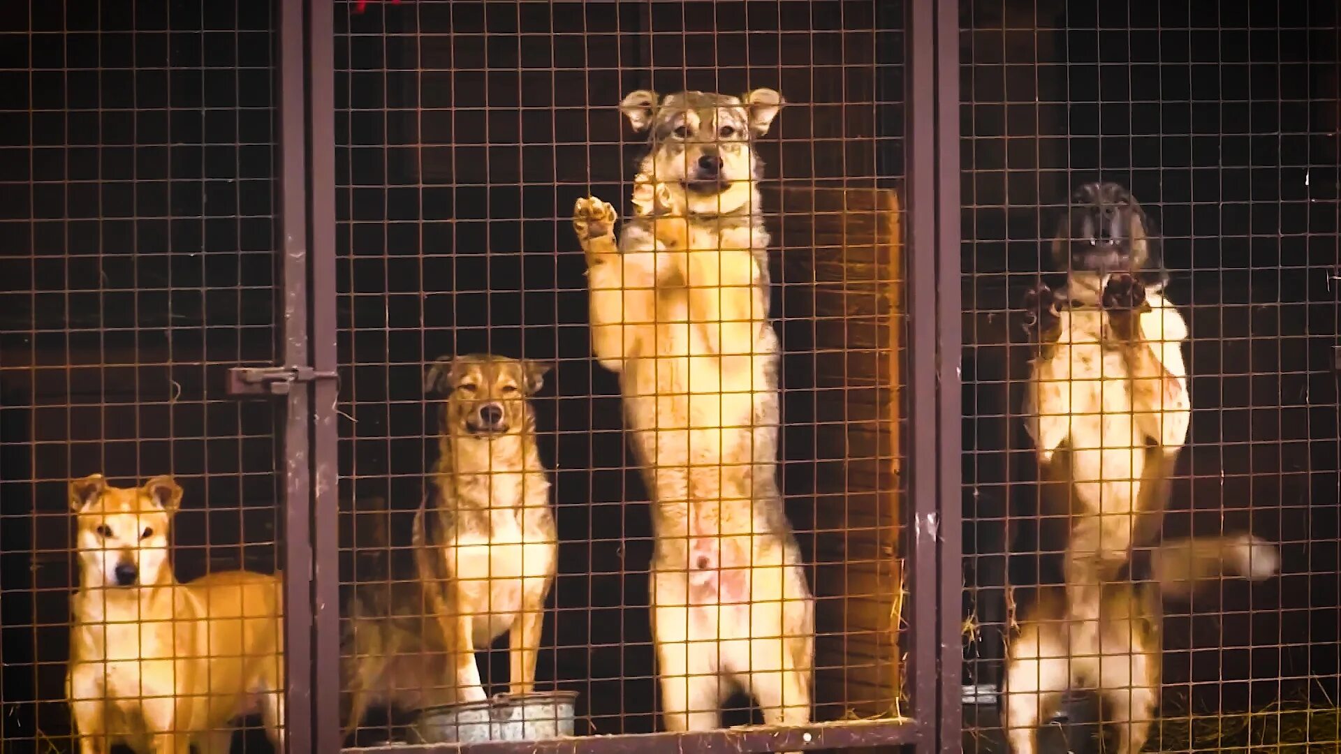 Приют для животных красивые фото. Сотни животных. Бездомные собаки. Сотни животных. Бездомные животные.