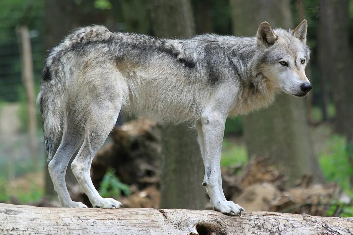 Как выглядит волк фото Mexican gray wolf population bounces back in Southwest
