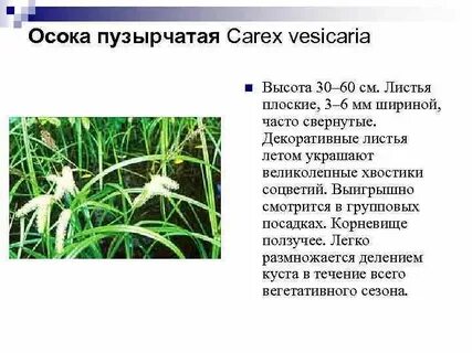 Текст песни осока
