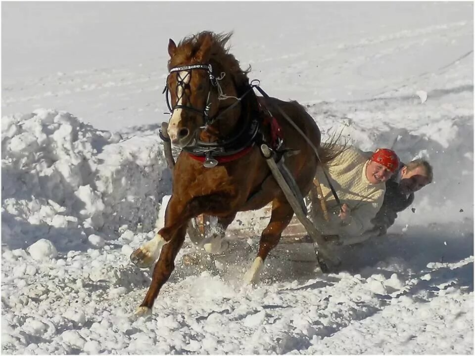 На коне в снегу. Лошадь с санями. Лошадь в санях. Лошади в снегу. Зимние скачки на лошадях.