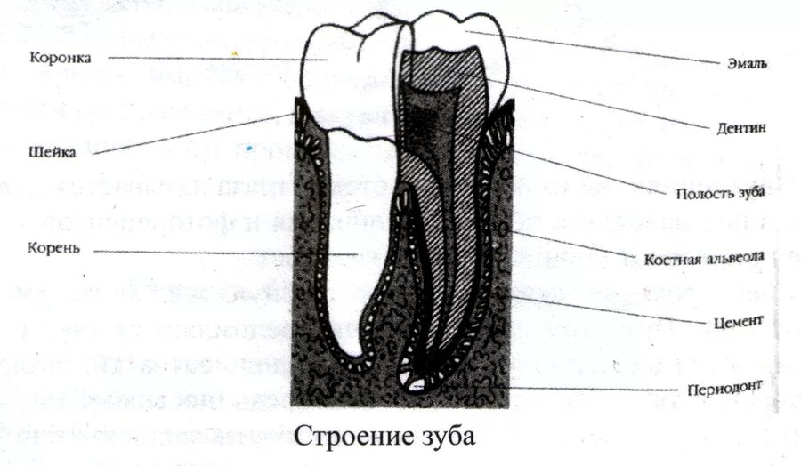 Схема строения зуба анатомия. Строение зуба человека. Структура строение зуба. Зубы человека схема.