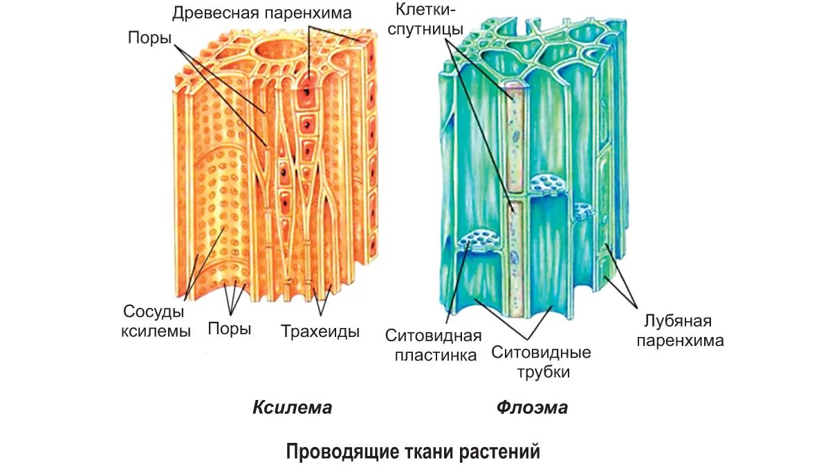 Проводящая ткань Ксилема и флоэма. Строение ткани растения флоэма Ксилема. Проводящие ткани ситовидные трубки флоэма. Клетки древесины Ксилема флоэма.