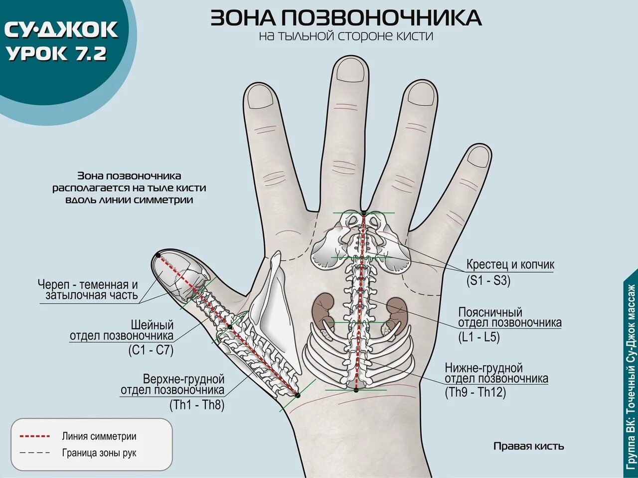 Су Джок позвоночник на правой кисти. Зоны кисти. Проекция внутренних органов на тыльной стороне ладони. Проекция позвоночника на ладони. Где находится запястье руки у человека фото