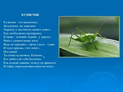 Кузнечик 3 класс