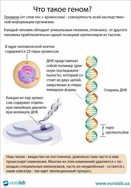 Геном уровне. Геном. геном человека что это простыми словами. гены это простыми словами. гнен.