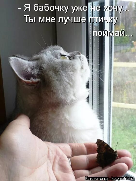 Коты с надписями. Счастливый человек цитаты. Человек хочет есть. Смешные котики со словами. Мемы про чокнутых.