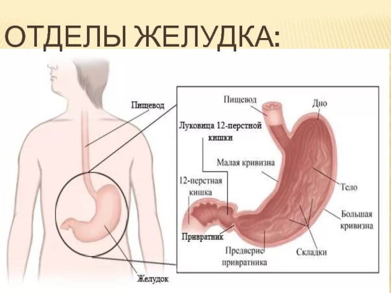 Учебно-методическая карта "Проведение сестринского ухода за пациентами при гастр