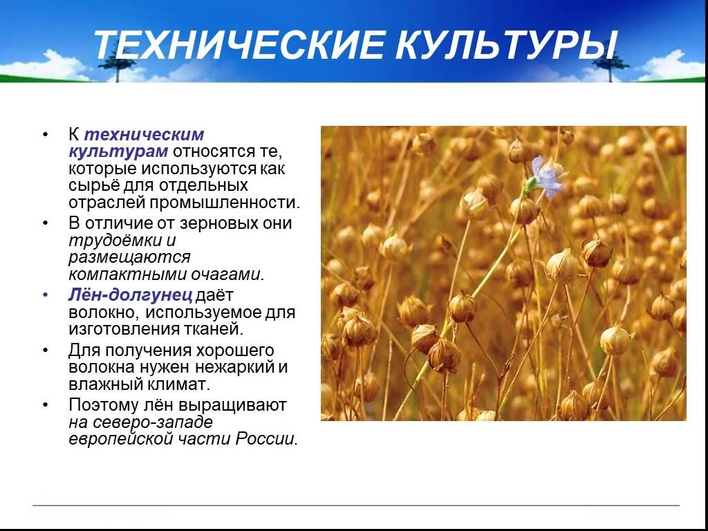 Технические культуры это. Лен-долгунец зерновая культура. Таблица технические культуры лен-долгунец. Технические культуры. Зерновые и технические культуры.