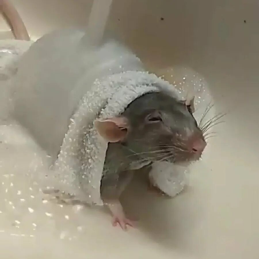 Мышка в ванной. Крыска в ванной. Мышь в ванне. Мышка моется.