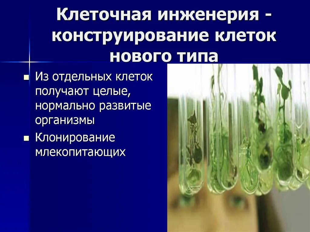 Клеточная инженерия это в биологии 9 класс. Клеточная инженерия в биотехнологии. Биотехнология генная инженерия клеточная инженерия. Метод клеточной инженерии в биологии.