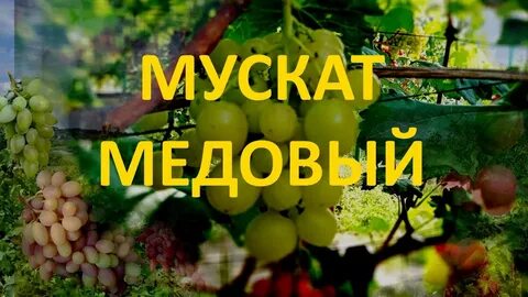 Виноград мускат медовый описание сорта фото отзывы