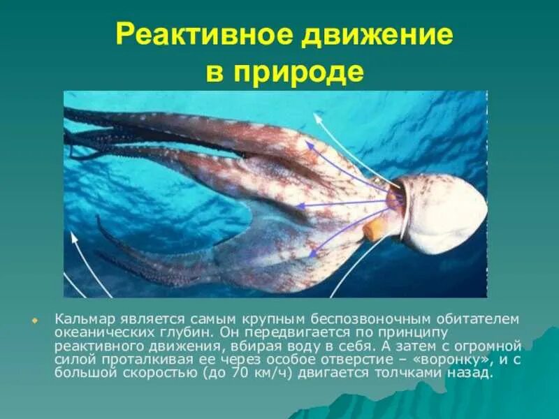 Реактивное движение в природе 9 класс. Реактивное движение головоногих моллюсков. кальмар реактивное движение. реактивное движение в природе. реактивное движение в природе и технике.