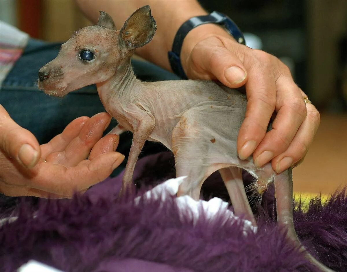 Детёныш кенгуру новорожденный. Животные без шерсти. Кенгуру без шерсти. Как выглядят питомцы
