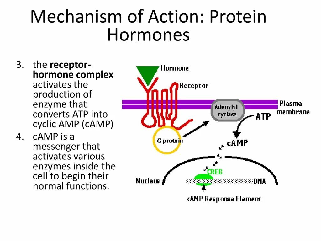 Mechanism of action. The mechanism of Action of Hormones. Hormone receptor mechanism. Protein Hormones. Nucleus mechanisms of Action of Hormones.