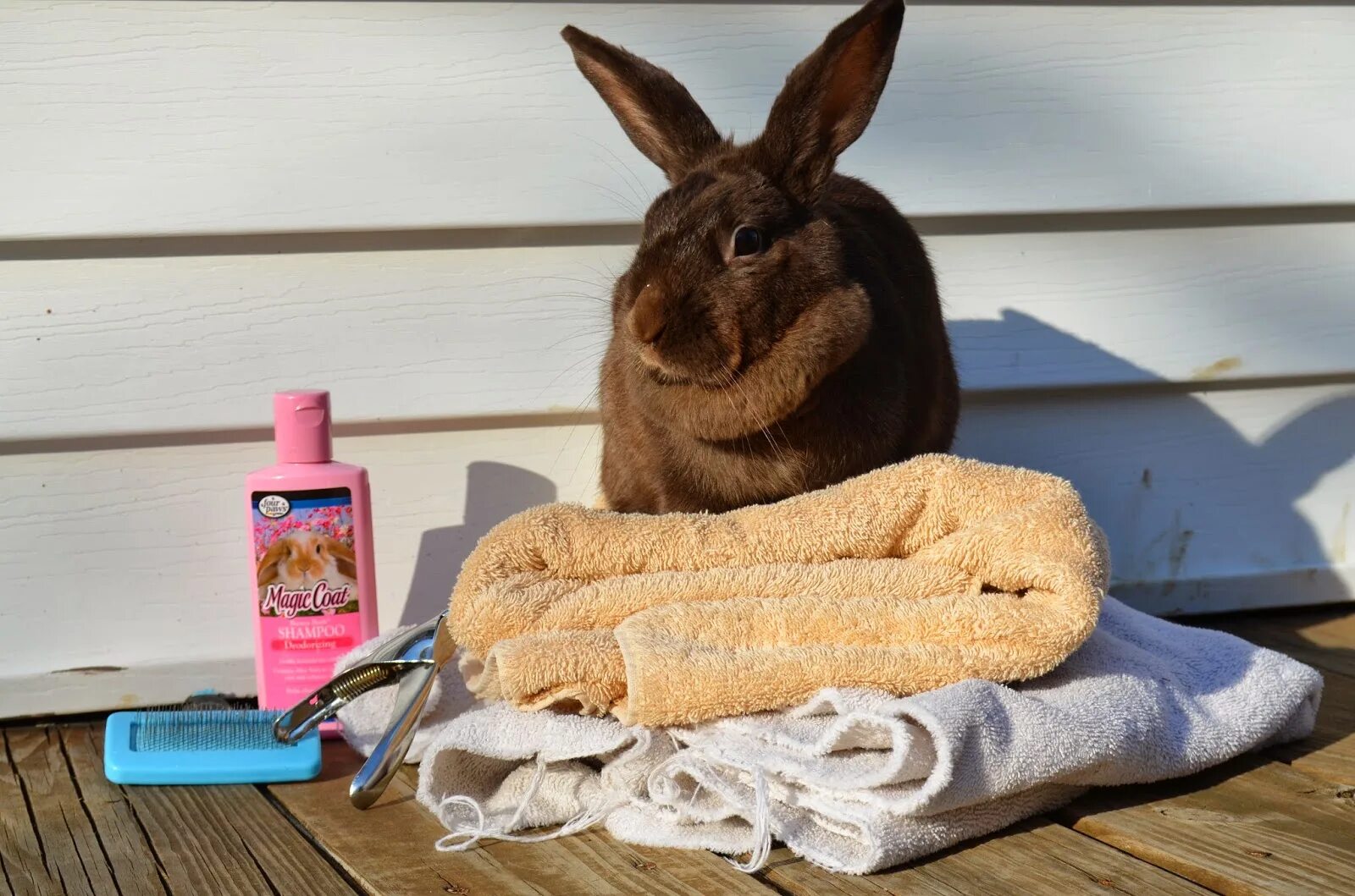 Можно ли мыть кролика декоративного. Шерстяной кролик. Груминг кролика. Кролик моется.