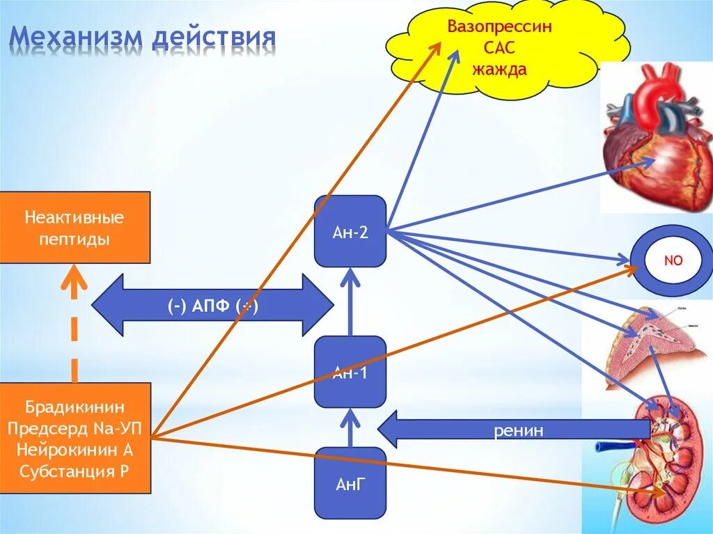 Сартаны. Сартаны механизм действия. Сартаны механизм действия. Ингибиторы апф механизм действия. Сартаны механизм действия.