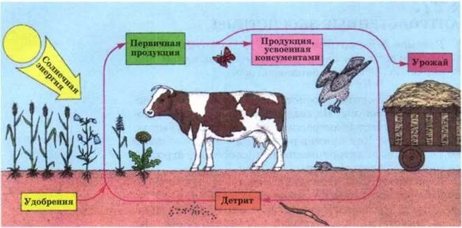 Круговорот веществ в агроценозе