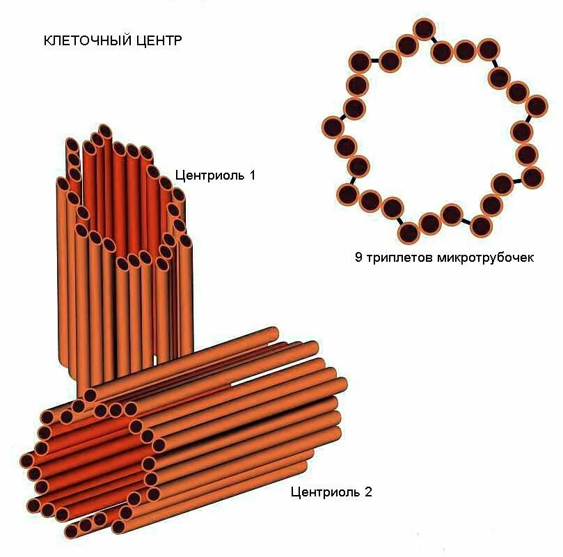 Клетка клеточный центр рисунок. Центриоли и микротрубочки. Клеточный центр строение и функции. Центриоли клеточного центра. Строение центриоли клетки.
