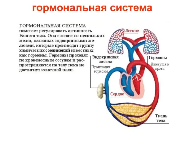 Гормональная система человека. Гормональная система человека строение. Как работают гормоны. Органы эндокринной системы человека.
