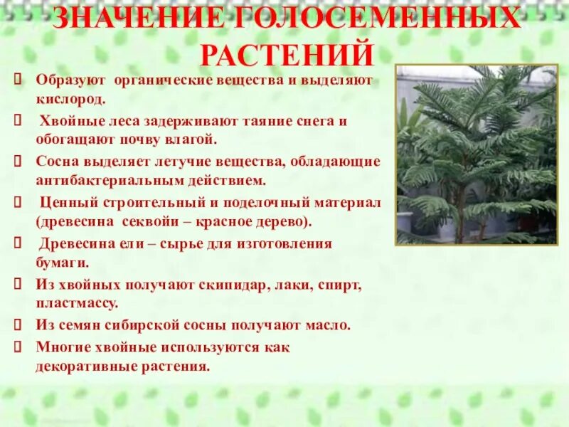 Каково значение хвойных. Значение голосемяныхьрастений. Значение голосеменных растений. Значение голосеменный. Роль голосеменных в природе.