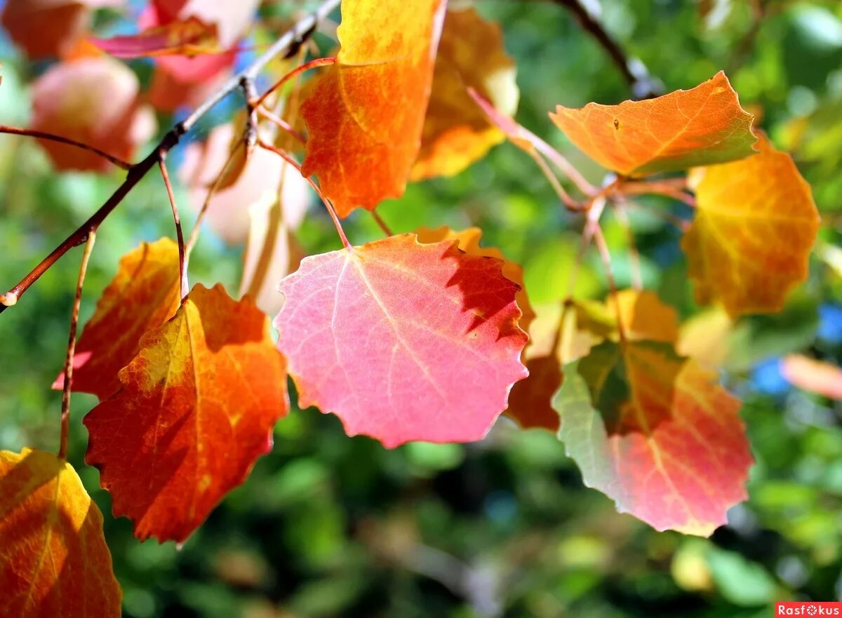 Осенние листья осины. Листья осины осенью. Осенние листочки осины. Осенние листья осины и тополя. Осинка листья осенью
